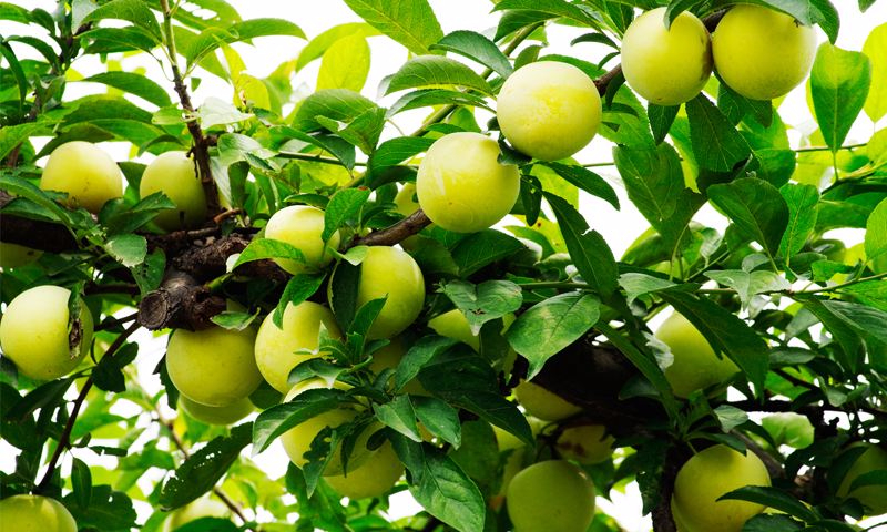 九游电竞官网案例展示六